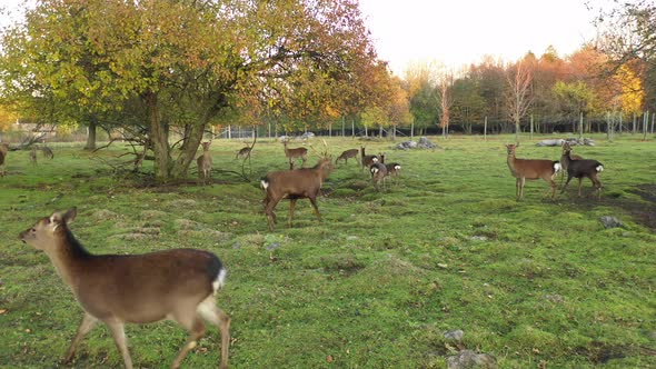 big buck deer with herd