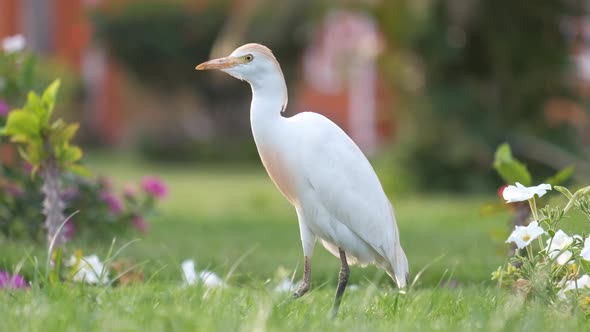 White Cattle Egret Wild Bird Also Known As Bubulcus Ibis Walking on Green Lawn in Summer