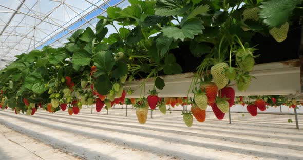 Strawberries growing under green houses in southern France.