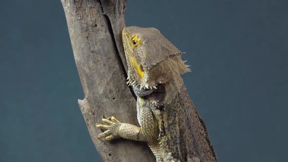 Lizards Bearded Agama or Pogona Vitticeps on Wooden Snag at Black Background. Close Up
