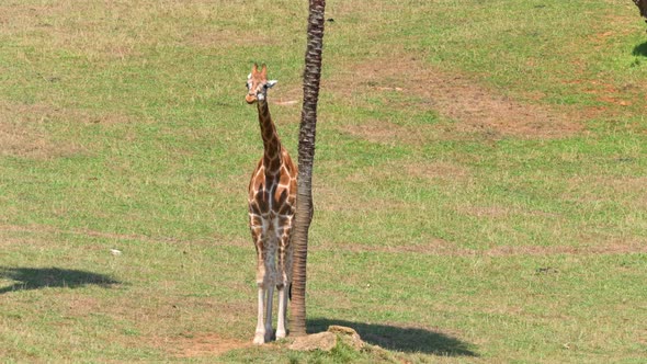 Giraffe in Natural Habitat