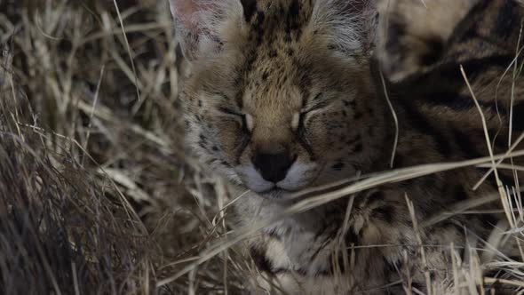 Serval close up relaxing in the tall grass hot afternoon