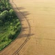Aerial Video Flying Over Yellow Grain Wheat Field - VideoHive Item for Sale