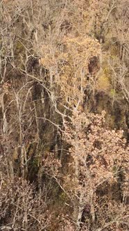 Vertical Video of an Autumn Forest During the Day