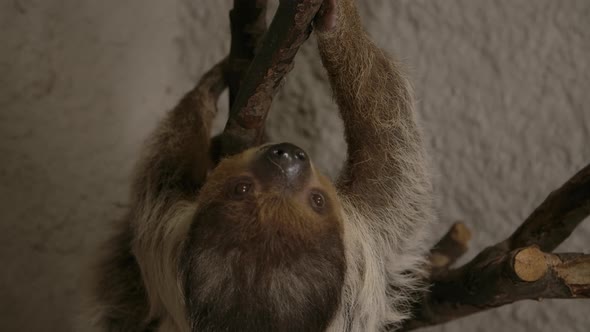 A two toed sloth hanging in a tree close to the camera slow motion cinematic