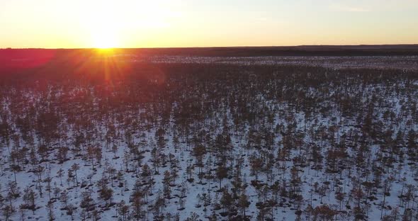 Looking Down While Flying Over Swamp Bog Sunset Forest