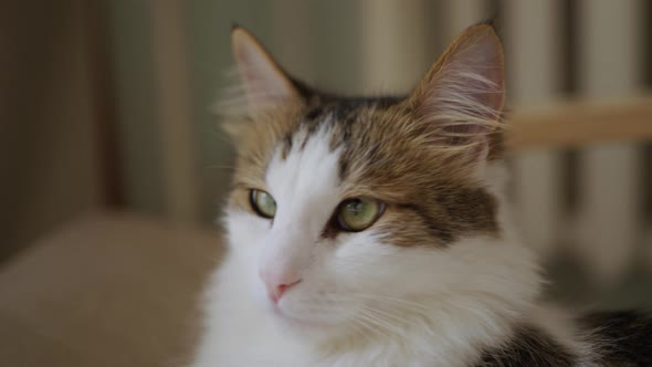 Portrait of a Beautiful Greeneyed Cat Closeup