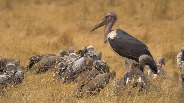 Vultures and a Marabou stork