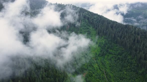 Flying Through the Clouds Above Mountain Pine Forest Magical Summer Forest at Rainy Weather Aerial