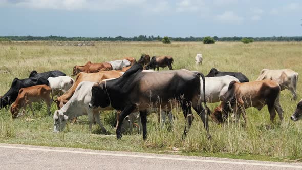 Herd of African Humpback Cows Walking at the Side of the Asphalt Road Zanzibar