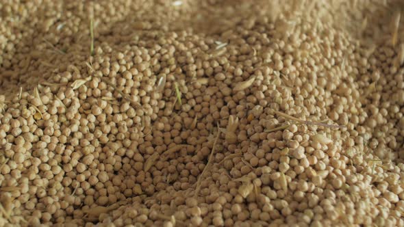 Close view of hand in a pile of chickpeas