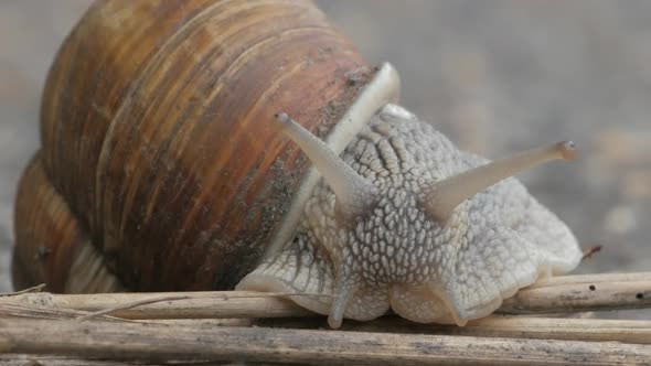 Snail is crossing the street