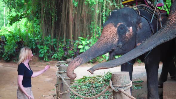 A young woman feeds an elephant with palm tree leaves from a basket