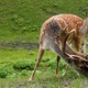Dappled deer. A sika deer with antlers eats grass. Cervus nippon - VideoHive Item for Sale