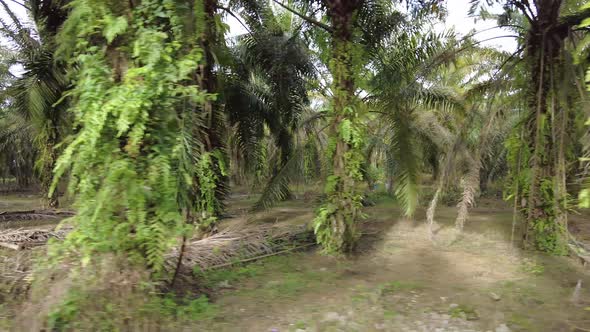 Palm oil plantation view