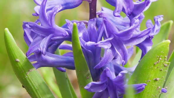 Fragrant Violet Hyacinths Flowers on Stem By Green Leaves