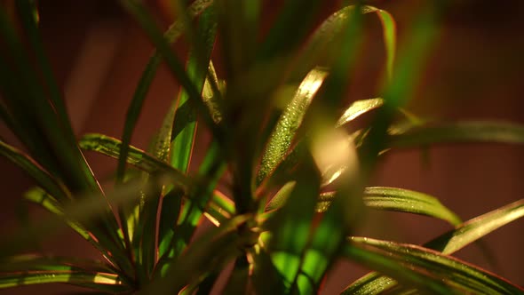 Closeup Green Plant Leaves with Water Droplets in Golden Sunshine