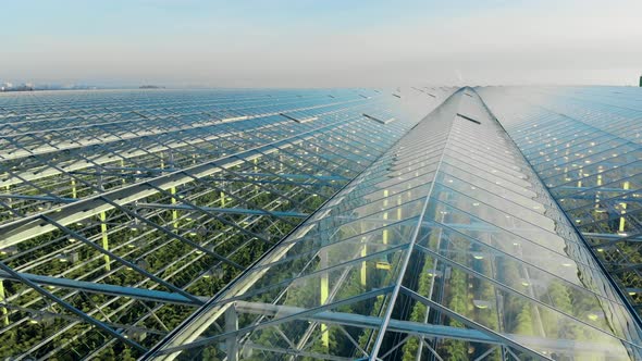 Many Rows with Plants Inside a Big Glasshouse. Farming, Agricultural Industry, Agriculture Concept.