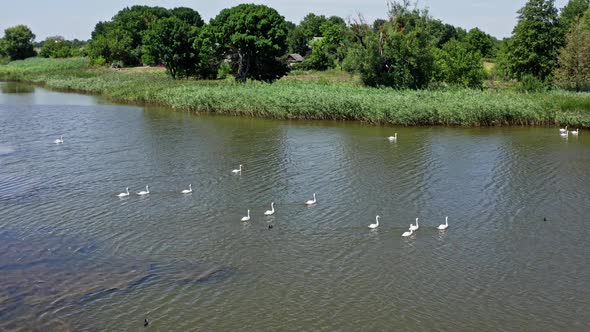 Swans floating in pond. Aerial view of swans on the open water of the pond