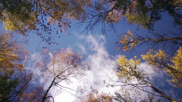 Autumn Forest