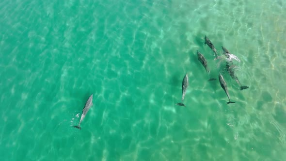 Aerial Footage of the Dolphins Swimming in Crystal Clear Turquoise Waters