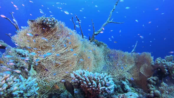 Sea Coral Tropical Reef