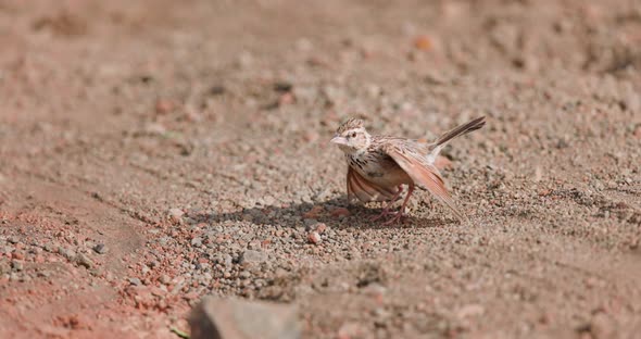 Singing Bush Lark Bird (Mirafra Cantillans) displaying by Basking And Flapping Wings On Ground. - cl