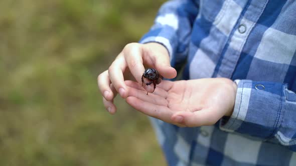 A Rhinoceros Beetle Runs on Boy Hand