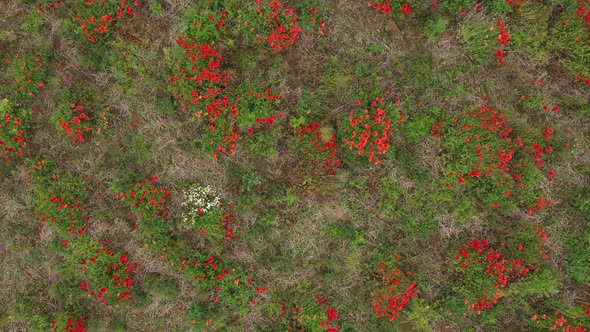 Aerial birds eye view of a bunny rabbit  in the top right of a poppy field with wildflowers