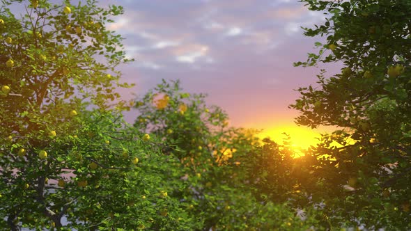 Lemon Garden Sunset