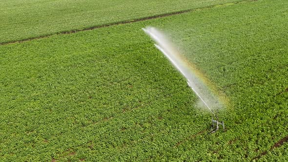 Top View: Irrigation Sprinklers in the Field Aerial Shot