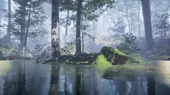 Mist on Pond in Forest with Fog