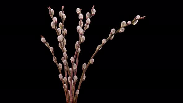 Time Lapse Blooming Willow Flowers