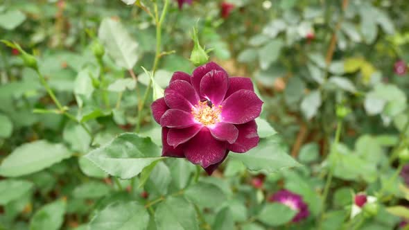 Rose Flower Garden3