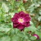 Rose Flower Garden3 - VideoHive Item for Sale