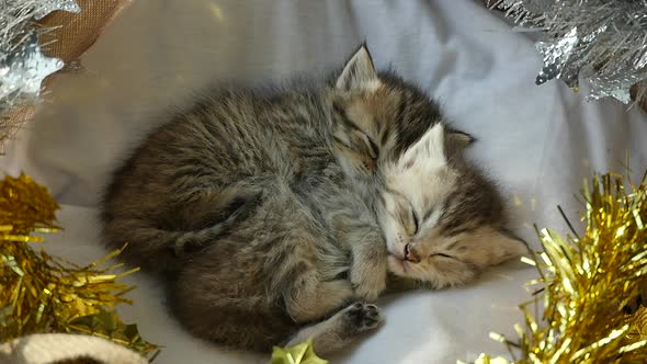 Cute Tabby Kittens Sleeping And Hugging In A Basket On Christmas Day