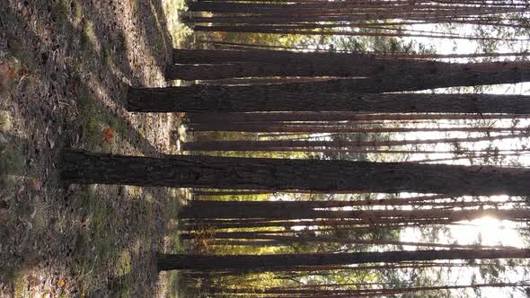 Vertical Video Autumn Forest with Trees in Ukraine Slow Motion