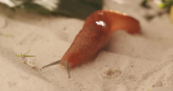 Homeless Brown Snail Crawling Slowly on the Sand Beautifully Filmed