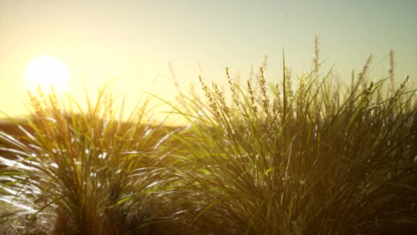 Green Grass on Hills at Sunset