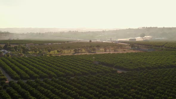 Rows Of Citrus Farm Crops During Warm Sunset Near Algorfa, Spain.