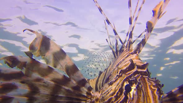 Underwater Commen Lion-Fish