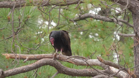 Turkey Vulture Perched on Branch Looking Around