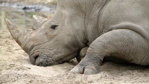 Rhinoceros Rhino Extreme Close Up Portrait Video in African Savannah During Small Rain Drops After