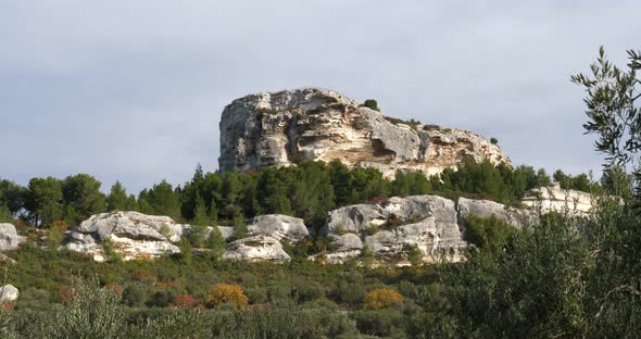 Olives groves, Les Baux de Provence, France