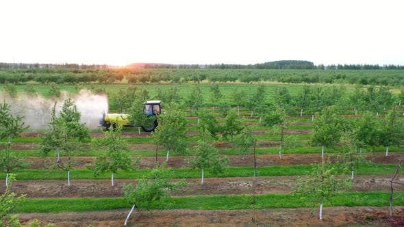 Tractor Spraying Chemicals Fertilizers On Apple Trees In Garden At Sunset