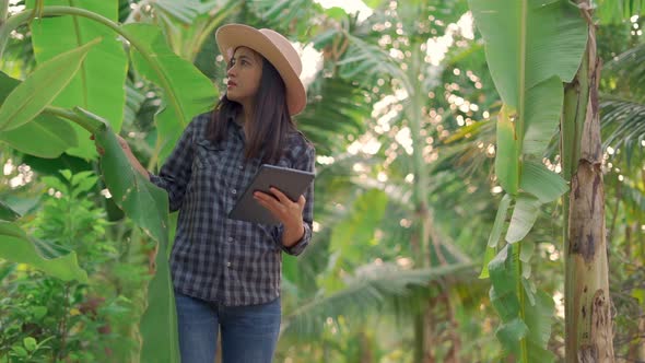 Young woman farmer monitoring orchard and sends data to the cloud from the tablet.