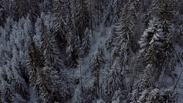 Aerial of moody pine tree forest covered in white snow, Gubałówka