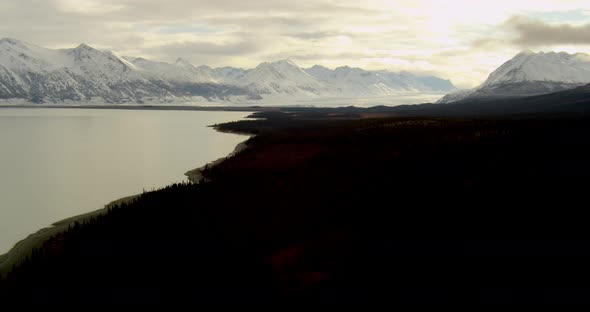 Aerial helicopter flyover of trees on a winter hillside, wide tracking shot of female moose running 