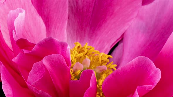 Beautiful Pink Peony Background