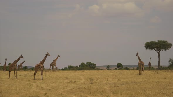 Giraffes in Maasai Mara National Reserve